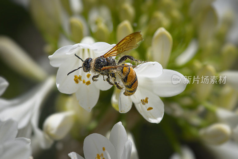 亚洲大黄蜂(Vespa velutina)